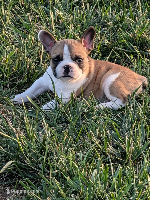 Scoop – Boston Terrier, French Bulldog puppy for sale in Stewartsville, MO