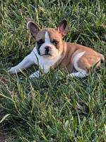Scoop, a male Boston Terrier and French Bulldog for sale in Stewartsville, MO – 3 of 3