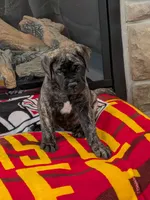 Bindi , a female Bullmastiff for sale in Stewartsville, MO – 7 of 8