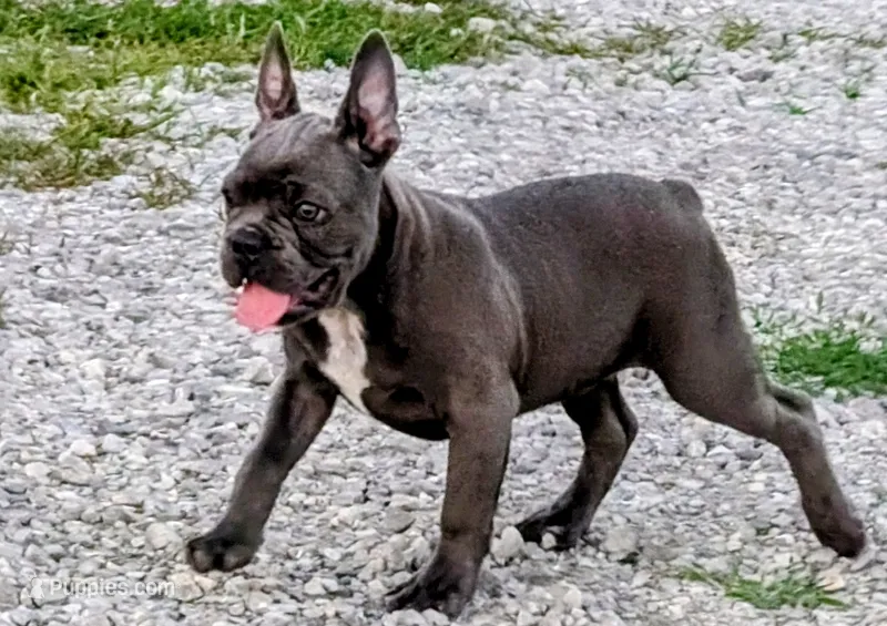 Uncle Buck – Boston Terrier, French Bulldog puppy for sale in Stewartsville, MO