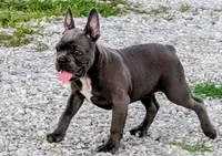 Uncle Buck, a male Boston Terrier and French Bulldog for sale in Stewartsville, MO – 5 of 10
