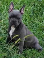 Uncle Buck, a male Boston Terrier and French Bulldog for sale in Stewartsville, MO – 9 of 10