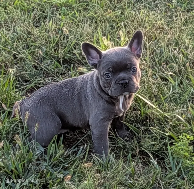 Blue Chanel – Boston Terrier, French Bulldog puppy for sale in Stewartsville, MO
