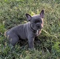 Blue Chanel, a female Boston Terrier and French Bulldog for sale in Stewartsville, MO – 1 of 6
