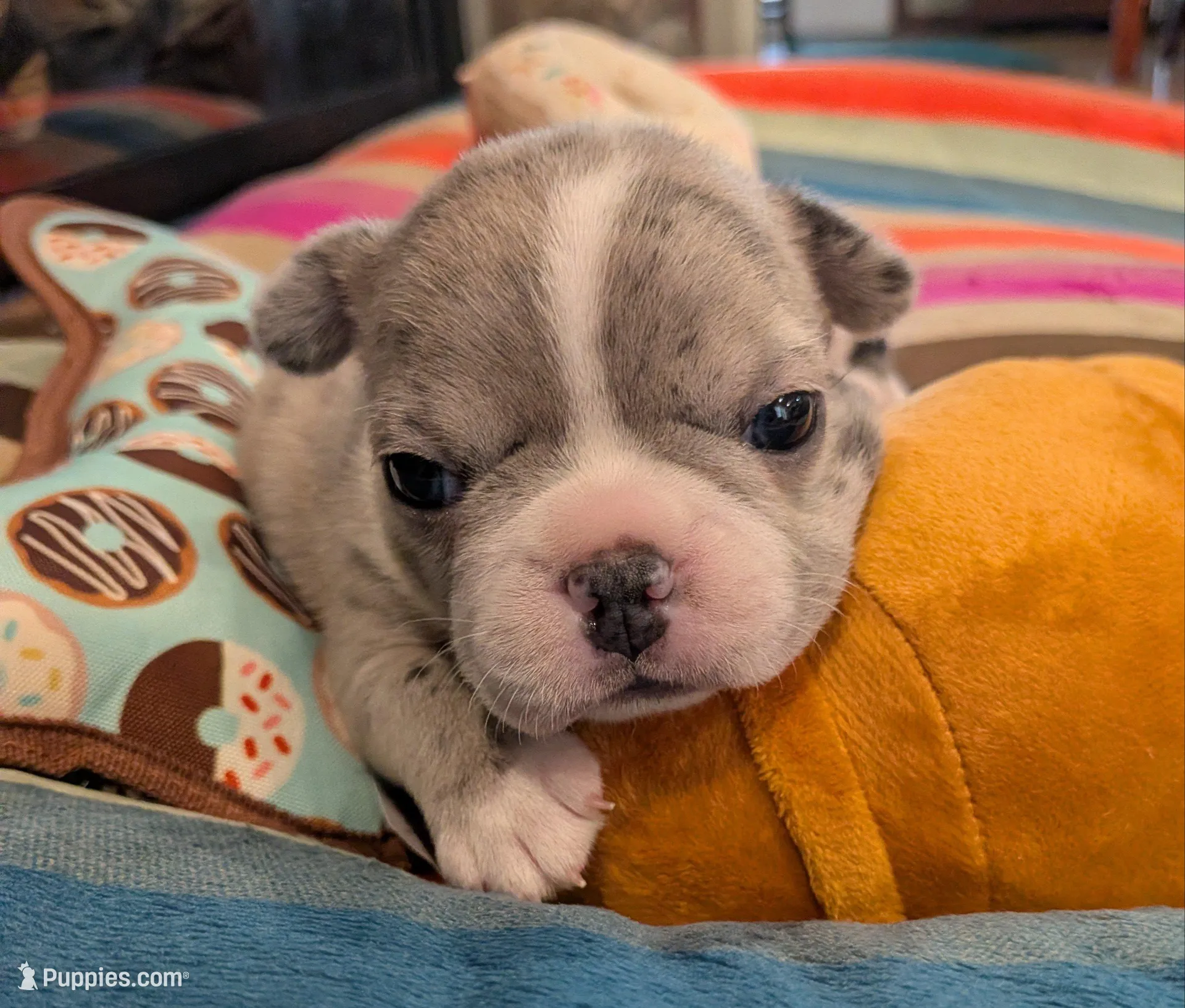 Blue Speckles, a female Boston Terrier and French Bulldog for sale in Stewartsville, MO – Photo 2 of 9