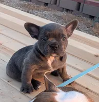 Blue Chanel, a female Boston Terrier and French Bulldog for sale in Stewartsville, MO – 5 of 6