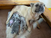 Blue Betty Merle, a female Boston Terrier and French Bulldog for sale in Stewartsville, MO – 6 of 8