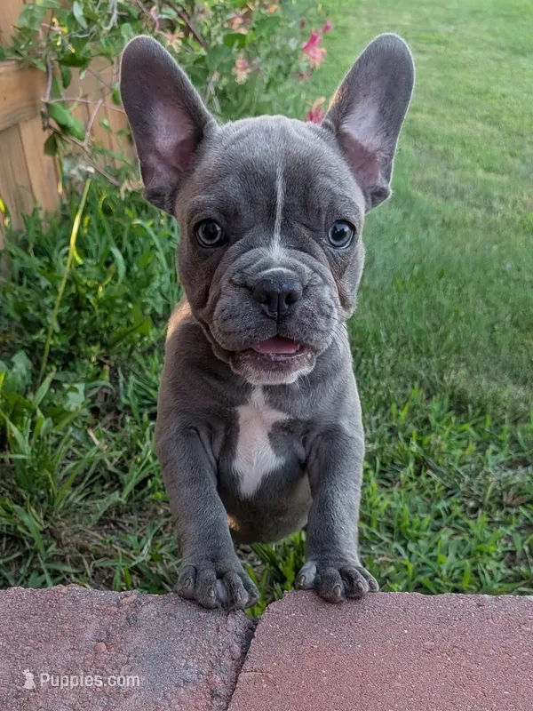 Blue Bell(Price Lowered) – Boston Terrier, French Bulldog puppy for sale in Stewartsville, MO