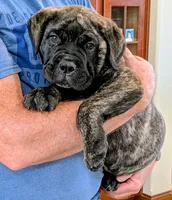 Bindi , a female Bullmastiff for sale in Stewartsville, MO – 3 of 8