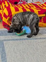Bindi , a female Bullmastiff for sale in Stewartsville, MO – 8 of 8