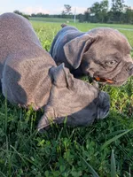 Joe Tibbs, a male Boston Terrier and French Bulldog for sale in Stewartsville, MO – 5 of 6
