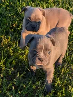 Blue Bell, a female Boston Terrier and French Bulldog for sale in Stewartsville, MO – 5 of 6