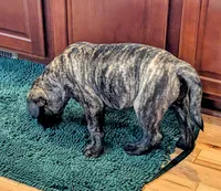 Bindi , a female Bullmastiff for sale in Stewartsville, MO – 6 of 8