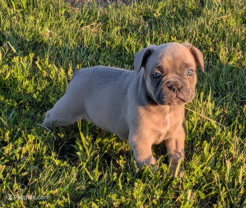 Snickers – Boston Terrier, French Bulldog puppy for sale in Stewartsville, MO