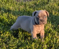 Snickers( Discounted recently), a male Boston Terrier and French Bulldog for sale in Stewartsville, MO – 2 of 6