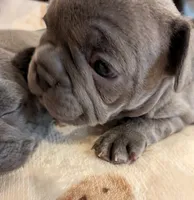 Lil, a female French Bulldog for sale in Stewartsville, MO – Photo 2 of 5