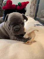 Lil, a female French Bulldog for sale in Stewartsville, MO – Photo 1 of 5