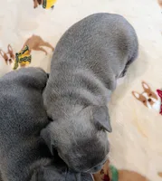 Lil, a female French Bulldog for sale in Stewartsville, MO – Photo 3 of 5