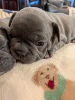 Lil, a female French Bulldog for sale in Stewartsville, MO – Photo 5 of 5