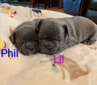 Lil, a female French Bulldog for sale in Stewartsville, MO – Photo 4 of 5