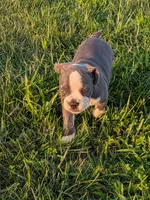 Bruce, a male Boston Terrier and French Bulldog for sale in Stewartsville, MO – 7 of 9