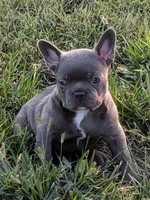 Blue Chanel, a female Boston Terrier and French Bulldog for sale in Stewartsville, MO – 6 of 6