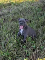 Uncle Buck, a male Boston Terrier and French Bulldog for sale in Stewartsville, MO – 2 of 4