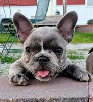Blue Betty Merle, a female Boston Terrier and French Bulldog for sale in Stewartsville, MO – 5 of 8