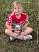 Blue Betty Merle, a female Boston Terrier and French Bulldog for sale in Stewartsville, MO – 8 of 8