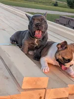 Blue Chanel, a female Boston Terrier and French Bulldog for sale in Stewartsville, MO – 2 of 6