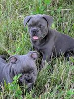Joe Tibbs, a male Boston Terrier and French Bulldog for sale in Stewartsville, MO – 3 of 6