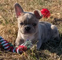 Merle Magic Mike, a male Boston Terrier and French Bulldog for sale in Stewartsville, MO – Photo 1 of 10