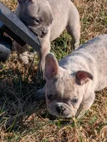 Merle Magic Mike, a male Boston Terrier and French Bulldog for sale in Stewartsville, MO – Photo 5 of 10