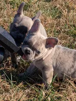 Merle Magic Mike, a male Boston Terrier and French Bulldog for sale in Stewartsville, MO – Photo 4 of 10