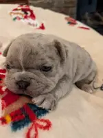 Merle Magic Mike, a male Boston Terrier and French Bulldog for sale in Stewartsville, MO – Photo 9 of 10