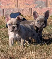 Merle Magic Mike, a male Boston Terrier and French Bulldog for sale in Stewartsville, MO – Photo 6 of 10
