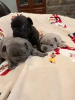 Merle Magic Mike, a male Boston Terrier and French Bulldog for sale in Stewartsville, MO – Photo 8 of 10