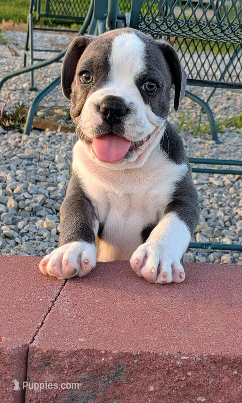 Bruce – Boston Terrier, French Bulldog puppy on hold in Stewartsville, MO