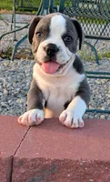 Bruce, a male Boston Terrier and French Bulldog for sale in Stewartsville, MO – 1 of 9