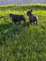 Bruce, a male Boston Terrier and French Bulldog for sale in Stewartsville, MO – 4 of 9