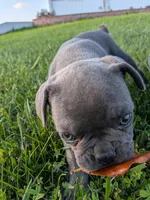 Joe Tibbs, a male Boston Terrier and French Bulldog for sale in Stewartsville, MO – 6 of 6