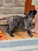Bindi , a female Bullmastiff for sale in Stewartsville, MO – 5 of 8