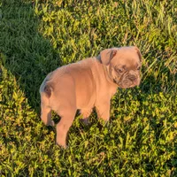 Snickers( Discounted recently), a male Boston Terrier and French Bulldog for sale in Stewartsville, MO – 3 of 6