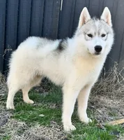 Benji, a male Siberian Husky for sale in Ashland, VA – 1 of 1