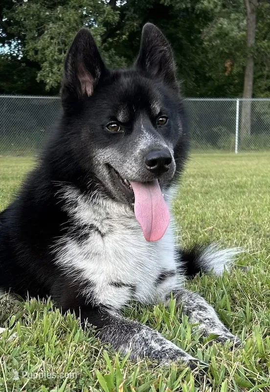 Meeko – Siberian Husky puppy for sale in Ashland, VA