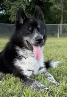 Meeko, a male Siberian Husky for sale in Ashland, VA – 1 of 2