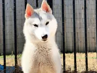 UKC CH Faith OFA Eyes Normal, a female Siberian Husky for sale in Ashland, VA – 5 of 6