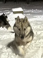 UKC CH sire-full AKC  Whisper, a female Siberian Husky for sale in Ashland, VA – 5 of 5