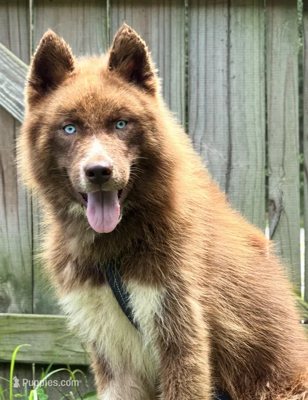 Charlie – Siberian Husky puppy for sale in Ashland, VA