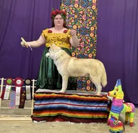 UKC Champion Rebel, a male Siberian Husky for sale in Ashland, VA – 3 of 3